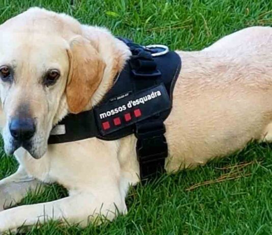 Muere Unkas, el perro de los Mossos que prestó servicio en los atentados del 17-A Muere Unkas, el perro de los Mossos que prestó servicio en los atentados del 17-A