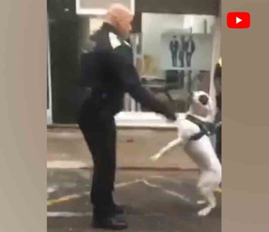 El Ayuntamiento de Terrassa investigará la agresión policial a un perro El Ayuntamiento de Terrassa investigará la agresión policial a un perro