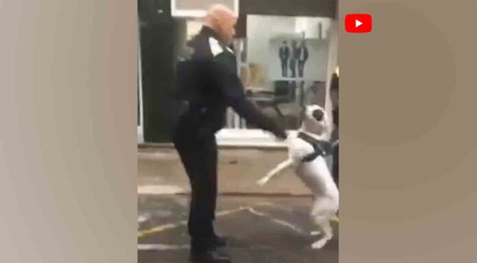 El Ayuntamiento de Terrassa investigará la agresión policial a un perro El Ayuntamiento de Terrassa investigará la agresión policial a un perro