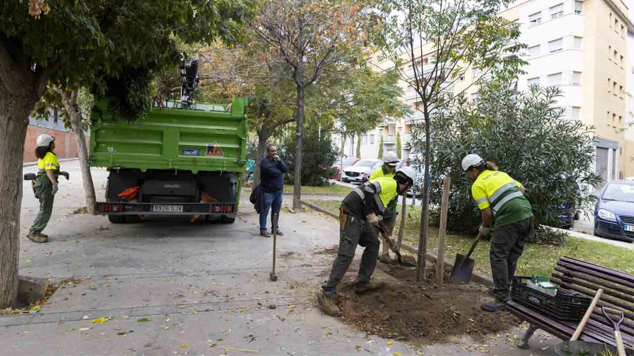 Plantación de más de 8.000 árboles para tapar los alcorques vacíos