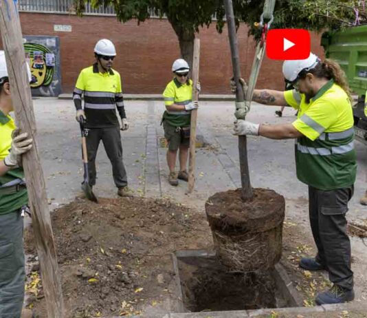 Plantación de más de 8.000 árboles para tapar los alcorques vacíos Plantación de más de 8.000 árboles para tapar los alcorques vacíos
