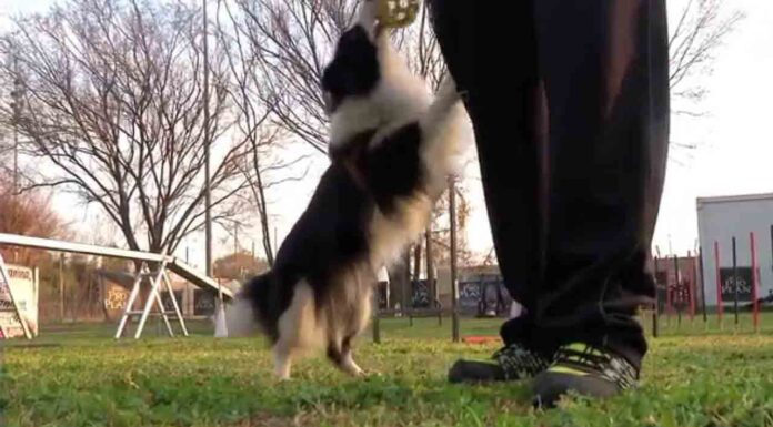 Aprobado en plenario varias zonas en todos los barrios para llevar a los perros desatados Aprobado en plenario varias zonas en todos los barrios para llevar a los perros desatados