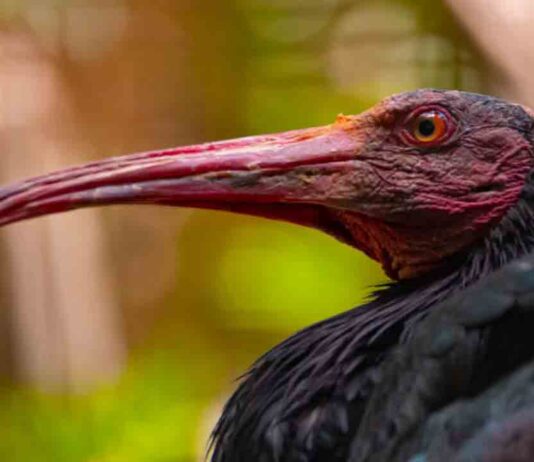 El Zoo de Barcelona participa en la reintroducción del Ibis Eremita en Cádiz El Zoo de Barcelona participa en la reintroducción del Ibis Eremita en Cádiz