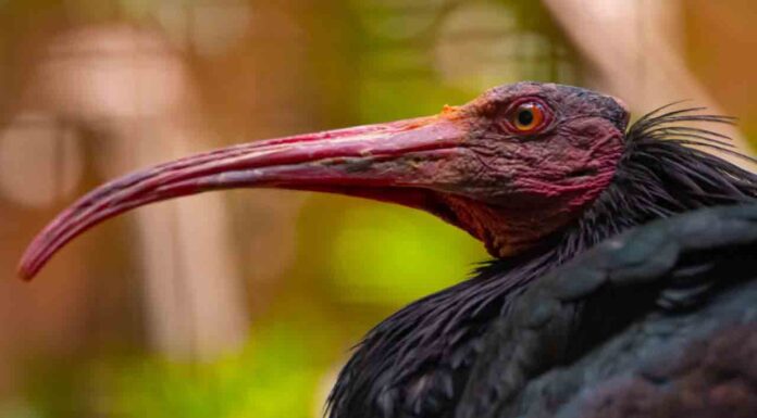 El Zoo de Barcelona participa en la reintroducción del Ibis Eremita en Cádiz El Zoo de Barcelona participa en la reintroducción del Ibis Eremita en Cádiz