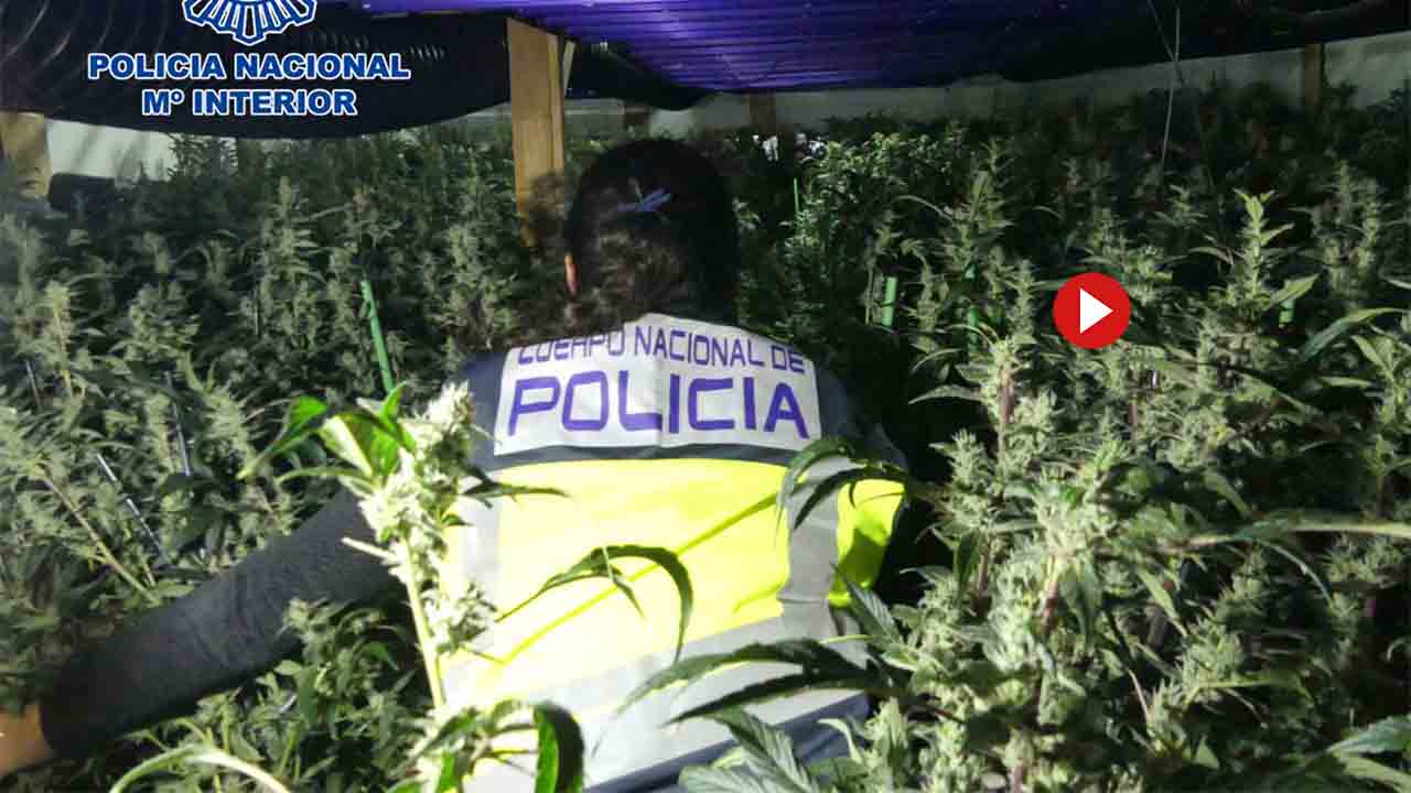 Desmanteladas cinco macro plantaciones de marihuana en Barcelona