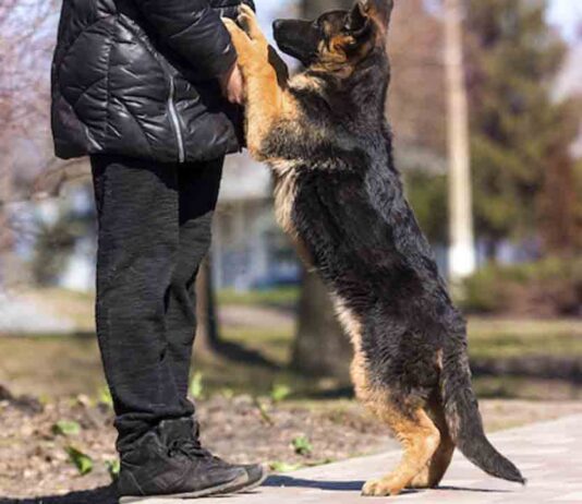 Espacios para perros en Barcelona, conoce donde pueden ir sueltos | MAPA Espacios para perros en Barcelona, conoce donde pueden ir sueltos