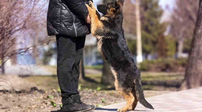 Espacios para perros en Barcelona, conoce donde pueden ir sueltos | MAPA Espacios para perros en Barcelona, conoce donde pueden ir sueltos