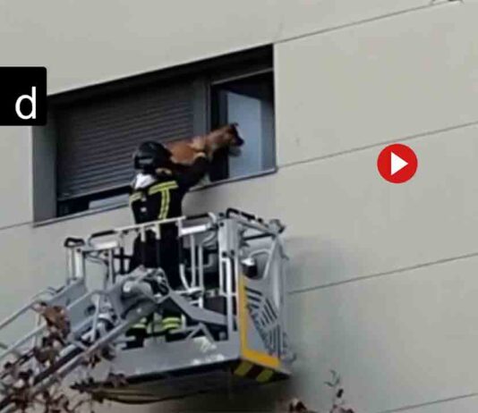 Los Bomberos rescatan a un perro en la repisa de una ventana en el Eixample Los Bomberos rescatan a un perro en la repisa de una ventana en el Eixample