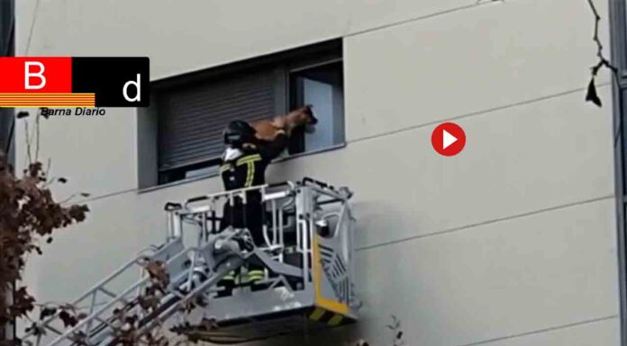 Los Bomberos rescatan a un perro en la repisa de una ventana en el Eixample Los Bomberos rescatan a un perro en la repisa de una ventana en el Eixample