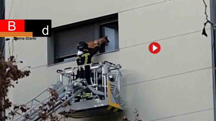Los Bomberos rescatan a un perro en la repisa de una ventana en el Eixample