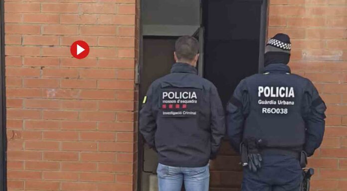 Más de 1.500 plantas de marihuana en los bajos de una finca del Eixample Desmantelan una plantación de marihuana en una nave en Sant Martí