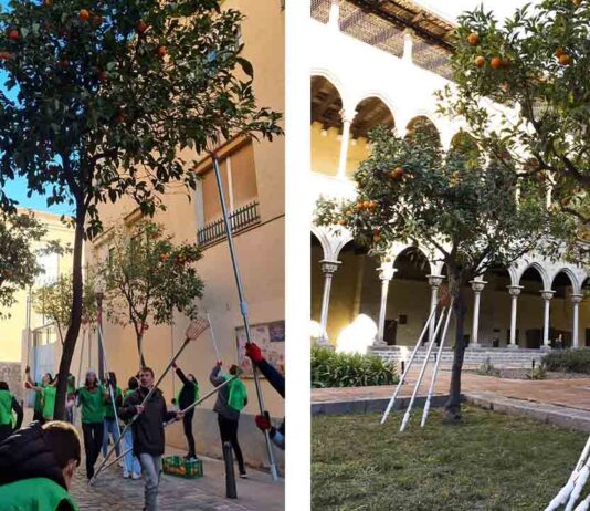 Vuelve la espigada de los naranjos para hacer mermelada Vuleve la espigada de los naranjos para hace rmermelada