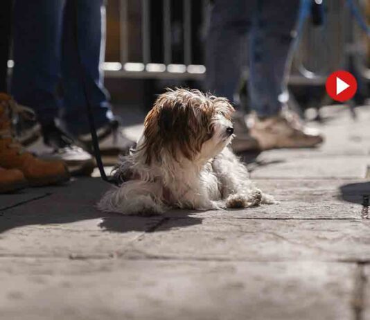 Barcelona pone en marcha un ciclo de talleres de educación canina Barcelona pone en marcha un ciclo de talleres de educación canina