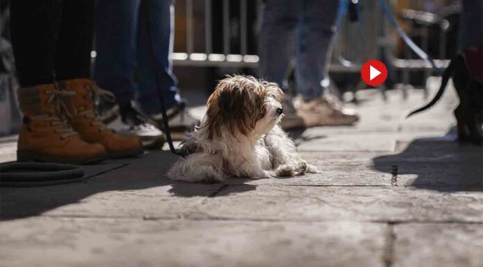 Barcelona pone en marcha un ciclo de talleres de educación canina Barcelona pone en marcha un ciclo de talleres de educación canina