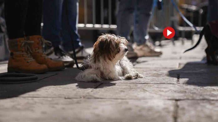 Barcelona pone en marcha un ciclo de talleres de educación canina