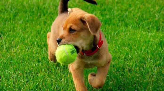 Encuentran croquetas con agujas y veneno contra perros en Sant Andreu Se difundirá un boletín informativo para los tenedores Batlle ha hecho un llamamiento a los tenedores de perros a denunciar casos de envenenamiento y depósito de elementos de riesgo y recoger pruebas. Explicó que, como medida preventiva, se elaborará un boletín informativo en colaboración con la plataforma Espai Gos, la Oficina de Protección de los Animales de Barcelona y el Colegio de Veterinarios, con herramientas para saber cómo actuar . También se está estudiando un refuerzo de las unidades territorial y canina de la Urbana en Sant Andreu . La cuestión se ha incluido en el orden del día de la Comisión de Presidencia a raíz de un ruego de Junts y una proposición de ERC, que ha quedado aprobada. Ambos grupos y el resto de partidos han coincidido a la hora de denunciar los hechos y han reprochado al gobierno municipal no haber tenido "una actitud proactiva y preventiva" para proteger a los animales de compañía. Alertaron de que los niños, que también hacen uso de calles y parques, podrían salir perjudicados .