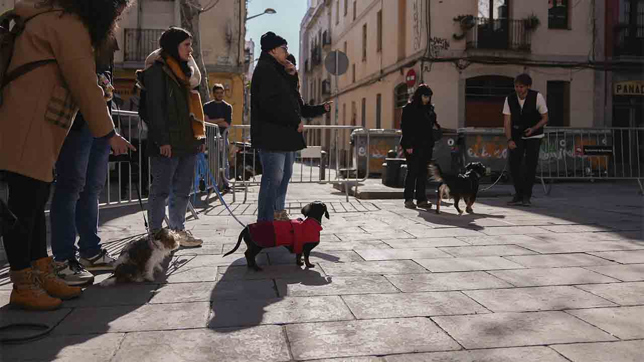 Barcelona pone en marcha un ciclo de talleres de educación canina