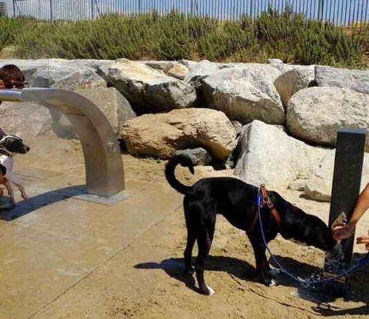 Más espacio para los usuarios en las playas para perros en Barcelona Más espacio para los usuarios en las playas para perros en Barcelona