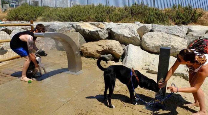 Más espacio para los usuarios en las playas para perros en Barcelona Más espacio para los usuarios en las playas para perros en Barcelona