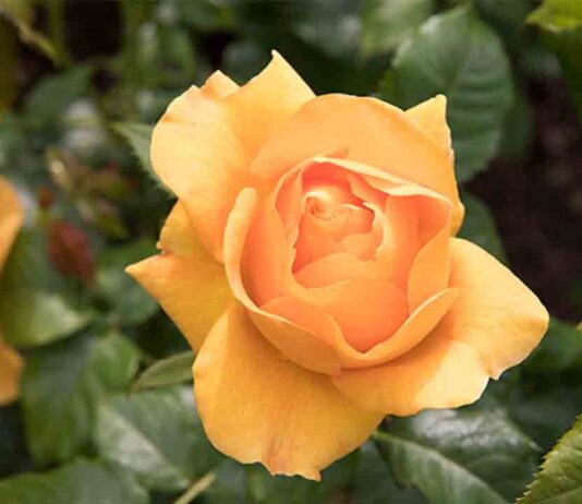 El 23 Concurso Internacional de Roses Noves de Barcelona muestra 92 variedades inéditas El 23 Concurso Internacional de Roses Noves de Barcelona muestra 92 variedades inéditas
