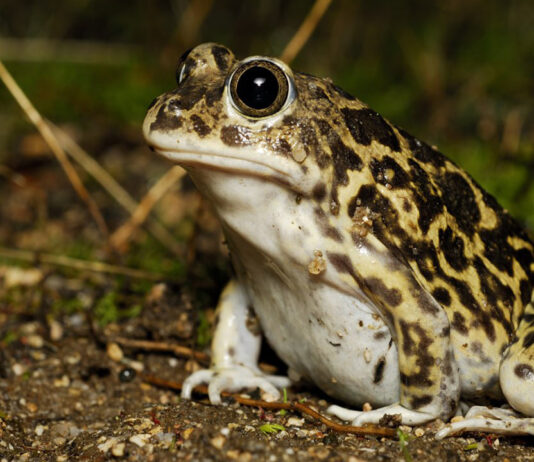 La Fundación Barcelona Zoo otorga ocho becas para proyectos de investigación y conservación La Fundación Barcelona Zoo otorga ocho becas para proyectos de investigación y conservación