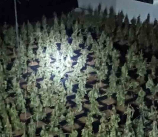 Desmantelan una gran plantación de marihuana en Sagrada Familia Desmantelan una gran plantación de marihuana en Sagrada Familia