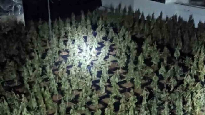 Desmantelan una gran plantación de marihuana en Sagrada Familia