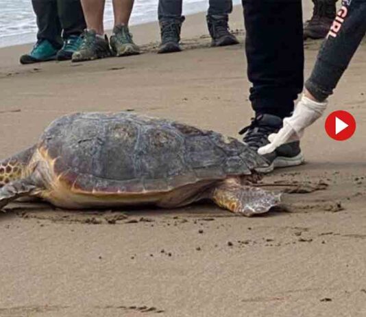 El CRAM libera cuatro tortugas marinas en la playa de El Prat El CRAM libera cuatro tortugas marinas en la playa de El Prat
