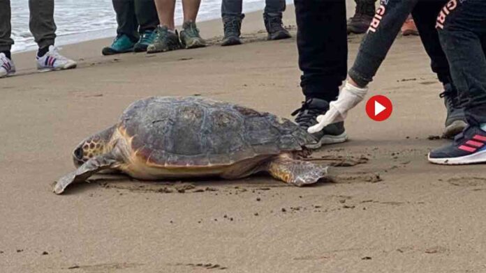 El CRAM libera cuatro tortugas marinas en la playa de El Prat