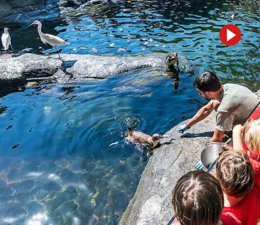 El Zoo de Barcelona se prepara para un verano lleno de actividades familiares El Zoo de Barcelona se prepara para un verano lleno de actividades familiares
