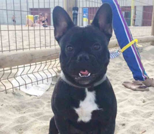 La playa de perros del Levant gana un 20% más de espacio La playa de perros del Levante gana un 20% más de espacio