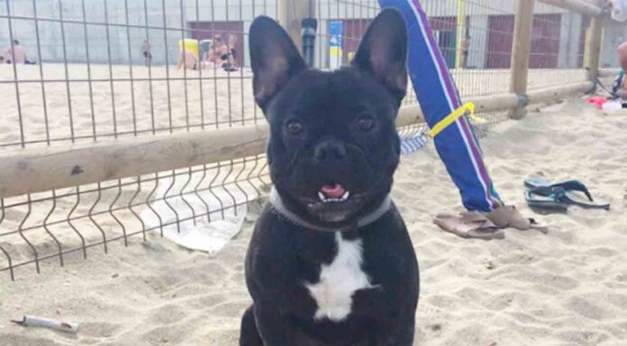 La playa de perros del Levant gana un 20% más de espacio La playa de perros del Levante gana un 20% más de espacio