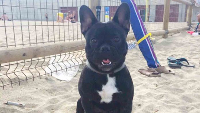 La playa de perros del Levante gana un 20% más de espacio