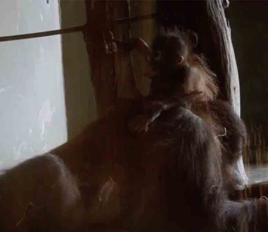 Muere una cría de orangután en el Zoo de Barcelona Muere una cría de orangután en el Zoo de Barcelona