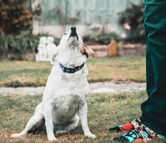Talleres gratuitos de educación canina urbana en Sants-Montjuïc Talleres gratuitos de educación canina urbana en Sants-Montjuïc