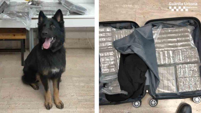 Un perro policía encuentra 15 Kg de hachís en la Estación del Norte