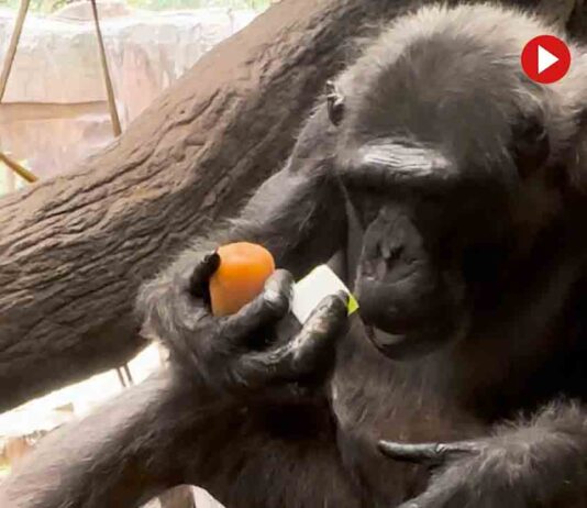 Cuidados de los animales en el Zoo de Barcelona: helados para combatir el calor El Zoo de Barcelona adapta los cuidados de los animales por la subida de las temperaturas