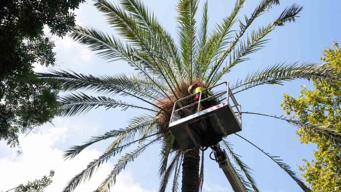 Barcelona realiza una revisión adicional y preventiva de palmeras datileras