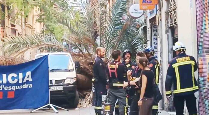 Muere una chica en El Raval al caerle encima una palmera Muere una chica en El Raval al caerle encima una palmera