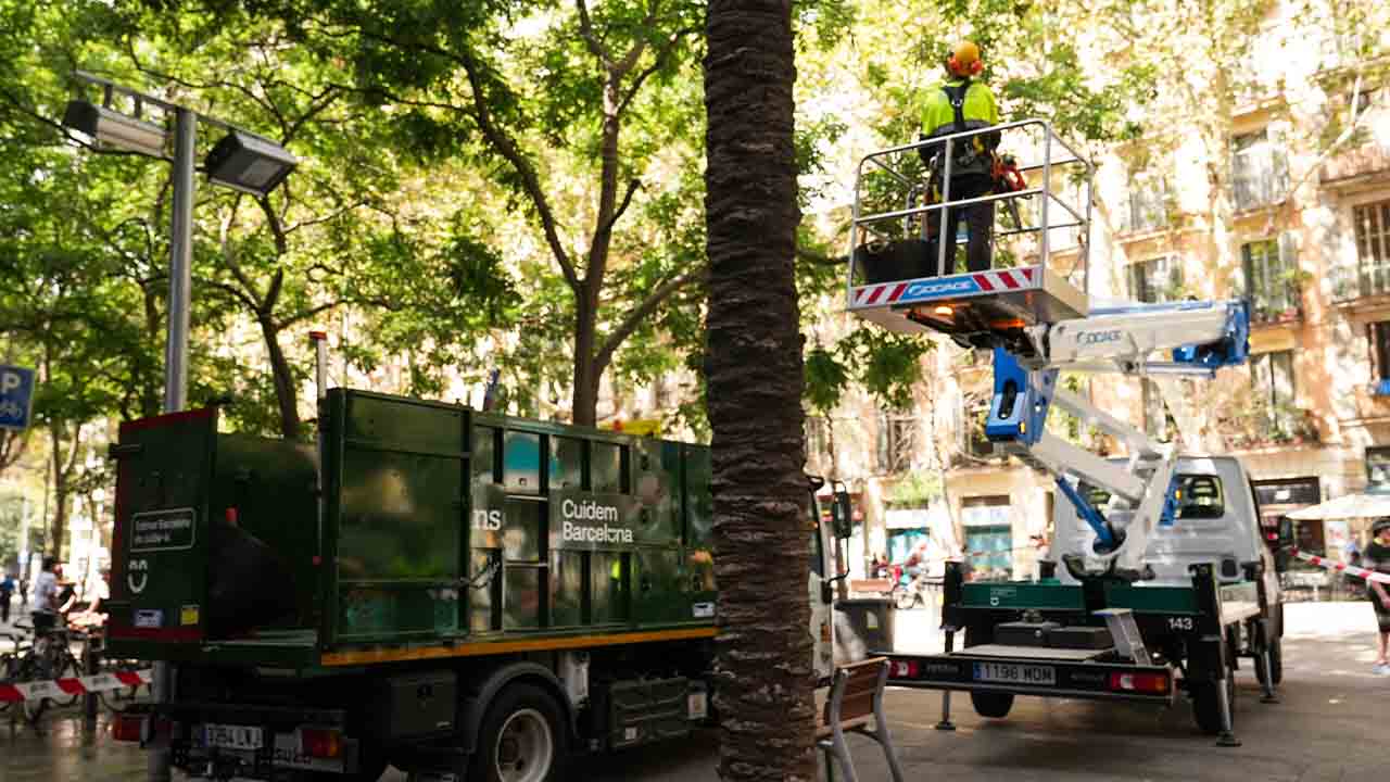 Barcelona realiza una revisión adicional y preventiva de palmeras datileras