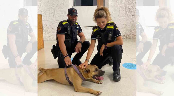 Rescatan a un perro que llevaba tres días sin agua ni comida Rescatan a un perro que llevaba tres días sin agua ni comida