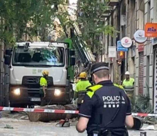 Un vecino ya alertó del riesgo de la palmera en el Raval Un vecino ya alertó del riesgo de la palmera en el Raval