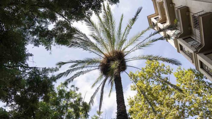 Parcs i Jardins acelera la sustitución de las palmeras de Barcelona