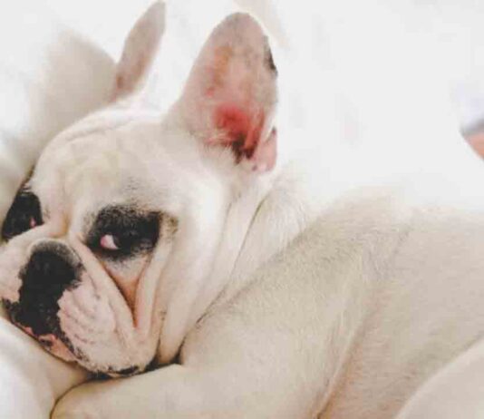 Se pospone la aplicación del seguro obligatorio para perros Se pospone la aplicación del seguro obligatorio para perros