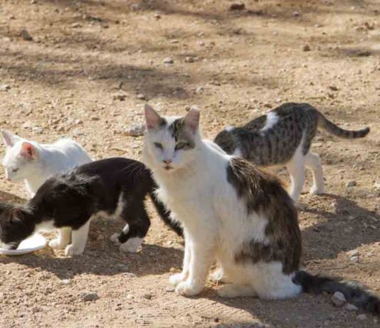 18 meses de prisión por matar con sus perros a 3 gatos de una colonia en la Barceloneta 18 meses de prisión por matar con sus perros a 3 gatos de una colonia en la Barceloneta