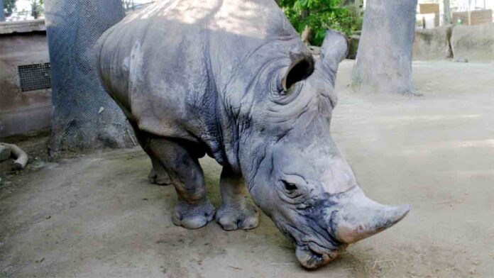 A muerto Pedro, el rinoceronte blanco más longevo de Europa