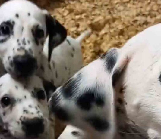 ¿Quieres acoger a alguno de los animales rescatados por la policía? ¿Quieres acoger a alguno de los animales rescatados por la policía?