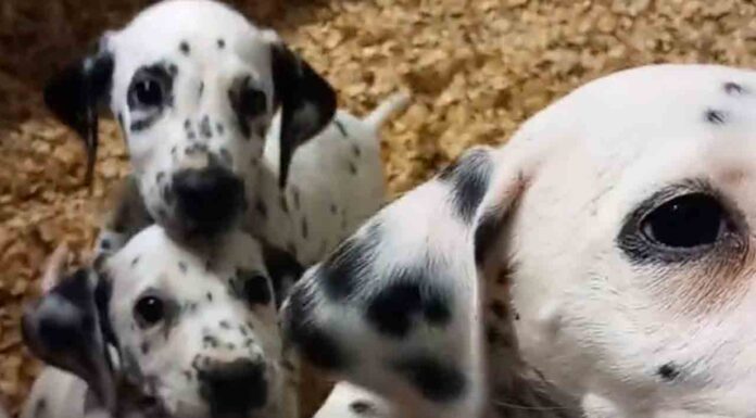 ¿Quieres acoger a alguno de los animales rescatados por la policía? ¿Quieres acoger a alguno de los animales rescatados por la policía?