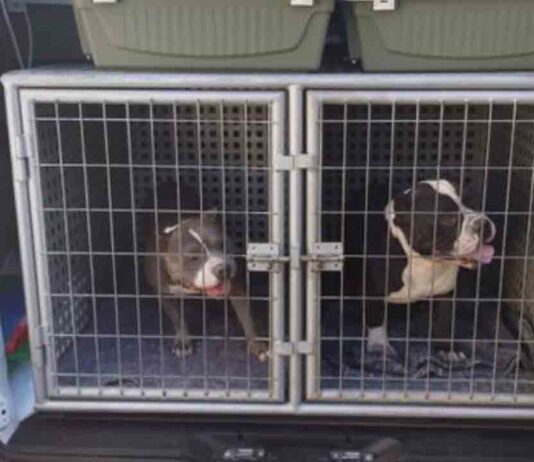 Rescatan a dos perros encerrados en una vivienda en Sant Martí Rescatan a dos perros encerrados en una vivienda en Sant Martí