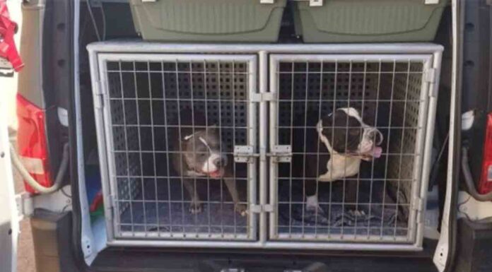 Rescatan a dos perros encerrados en una vivienda en Sant Martí Rescatan a dos perros encerrados en una vivienda en Sant Martí